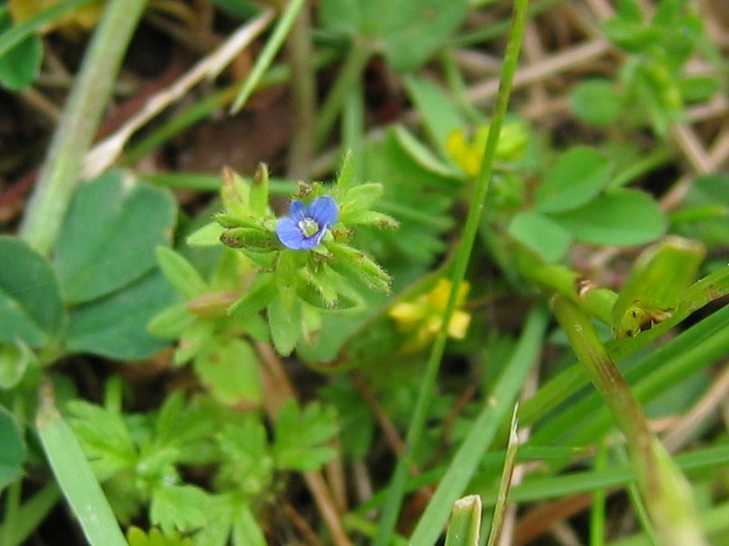 Veronica arvensis